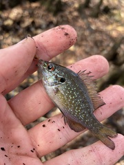 Lepomis marginatus
