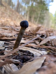 Tolypocladium longisegmentatum