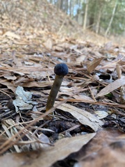 Tolypocladium longisegmentatum