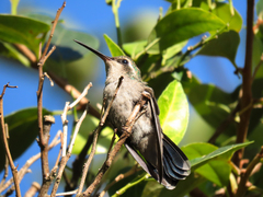 Chlorostilbon lucidus