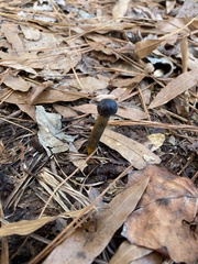 Tolypocladium longisegmentatum