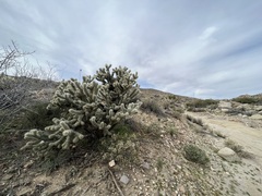 Cylindropuntia echinocarpa