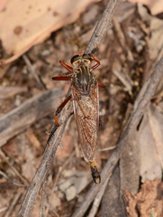 Colepia rufiventris