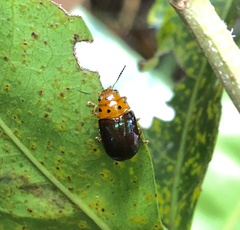 Platymela sticticollis
