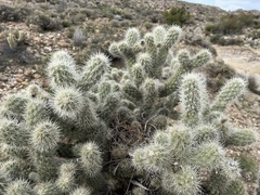Cylindropuntia echinocarpa