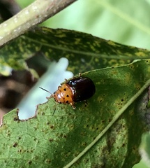 Platymela sticticollis