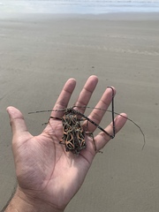 Acrocinus longimanus