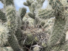 Cylindropuntia echinocarpa