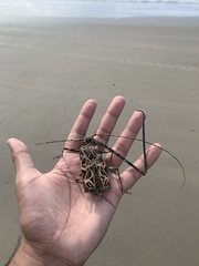 Acrocinus longimanus