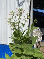 Nicotiana tabacum