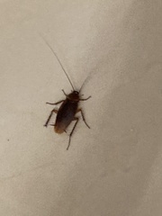 Periplaneta americana