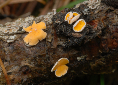 Lachnellula suecica, 2022-08-18