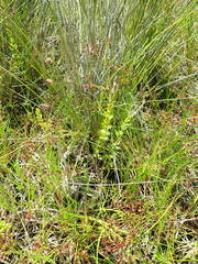 Epilobium billardiereanum