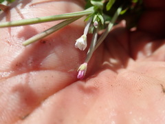 Epilobium billardiereanum