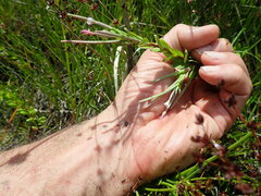 Epilobium billardiereanum