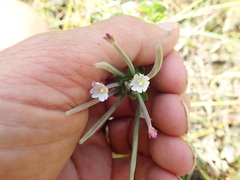 Epilobium billardiereanum