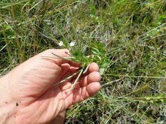 Epilobium billardiereanum