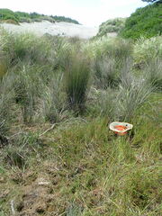 Epilobium billardiereanum
