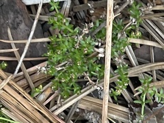Galium nuttallii