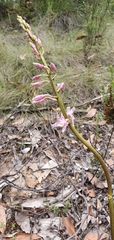 Dipodium pardalinum