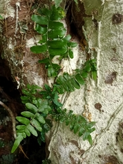 Arthropteris palisotii