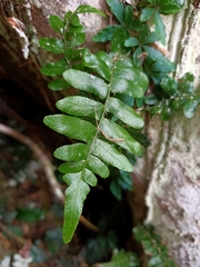 Arthropteris palisotii