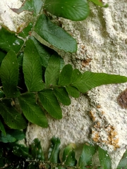Arthropteris palisotii
