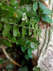 Arthropteris palisotii