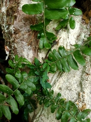 Arthropteris palisotii