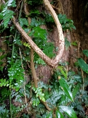 Arthropteris palisotii