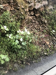 Phytolacca rivinoides