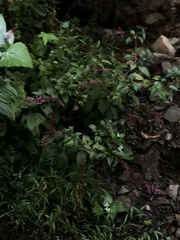 Phytolacca rivinoides