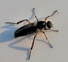 Bibio articulatus