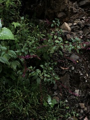 Phytolacca rivinoides