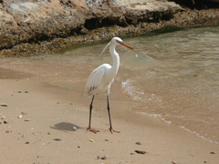 Egretta gularis
