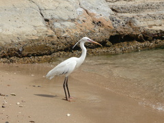 Egretta gularis
