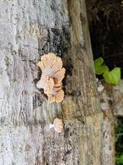 Schizophyllum commune
