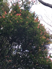 Syzygium elliptifolium