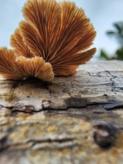 Schizophyllum commune