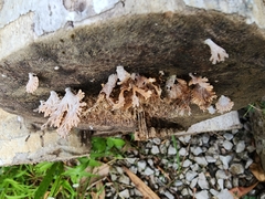 Schizophyllum commune