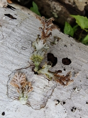 Schizophyllum commune