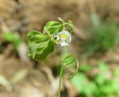 Cardiospermum halicacabum halicacabum