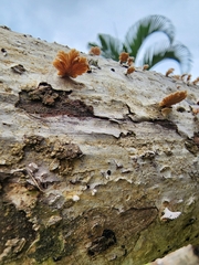 Schizophyllum commune