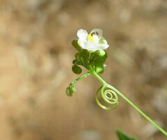 Cardiospermum halicacabum halicacabum