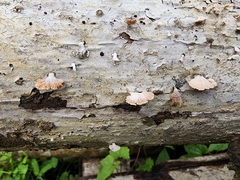 Schizophyllum commune
