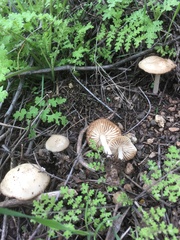 Marasmius albogriseus