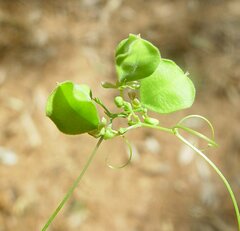 Cardiospermum halicacabum halicacabum