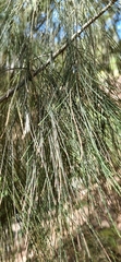 Casuarina glauca