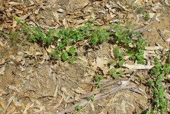 Cardiospermum halicacabum halicacabum