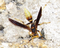 Polistes comanchus navajoe